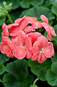 PELARGONIUM PINTO PREMIUM SALMON SPLASH