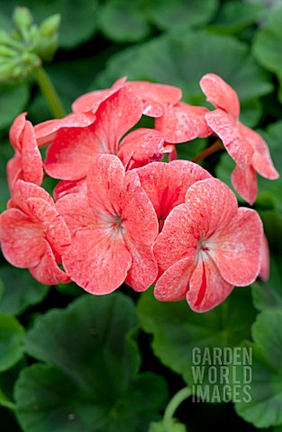 PELARGONIUM_PINTO_PREMIUM_SALMON_SPLASH