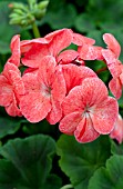 PELARGONIUM PINTO PREMIUM SALMON SPLASH