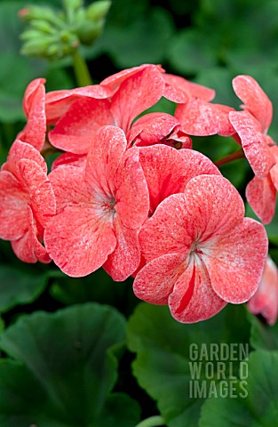 PELARGONIUM_PINTO_PREMIUM_SALMON_SPLASH