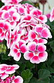 PELARGONIUM TANGO ROSE MEGA SPLASH