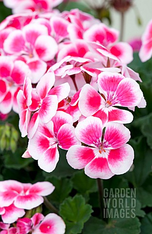 PELARGONIUM_TANGO_ROSE_MEGA_SPLASH