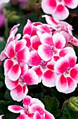 PELARGONIUM TANGO ROSE MEGA SPLASH