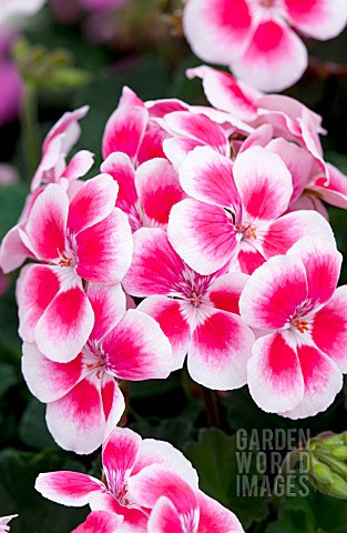 PELARGONIUM_TANGO_ROSE_MEGA_SPLASH