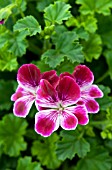 PELARGONIUM CRISPUM ANGEL EYES BURGUNDY