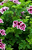 PELARGONIUM CRISPUM ANGEL EYES PICOTEE