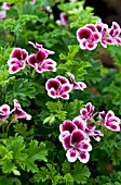 PELARGONIUM CRISPUM ANGEL EYES PICOTEE