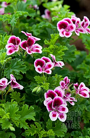 PELARGONIUM_CRISPUM_ANGEL_EYES_PICOTEE