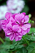 PELARGONIUM PELTATUM DANDY AMETHYST