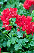 PELARGONIUM PELTATUM DANDY DEEP RED