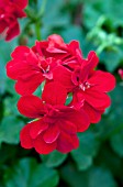 PELARGONIUM PELTATUM DANDY DEEP RED