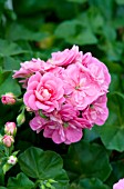 PELARGONIUM PELTATUM DANDY PINK ROSE