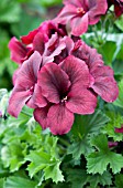 PELARGONIUM REGAL ARISTO BLACK