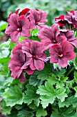 PELARGONIUM REGAL ARISTO BLACK