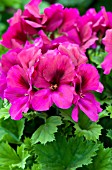 PELARGONIUM REGAL ARISTO BURGUNDY