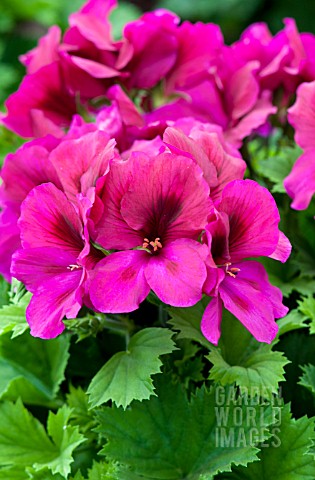 PELARGONIUM_REGAL_ARISTO_BURGUNDY