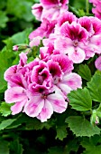 PELARGONIUM REGAL ARISTO CANDY