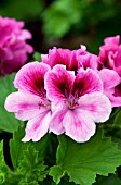 PELARGONIUM REGAL ARISTO CANDY