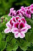 PELARGONIUM REGAL ARISTO CLARINA