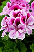 PELARGONIUM REGAL ARISTO CLARINA