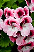 PELARGONIUM REGAL ARISTO DARLING