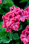 PELARGONIUM REGAL ARISTO RED