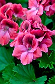 PELARGONIUM REGAL ARISTO RED