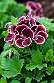 PELARGONIUM REGAL ARISTO VELVET HALO