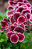 PELARGONIUM REGAL ARISTO VELVET HALO