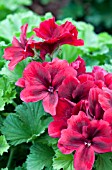 PELARGONIUM REGAL ARISTO VELVET RED