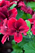 PELARGONIUM REGAL ARISTO VELVET RED