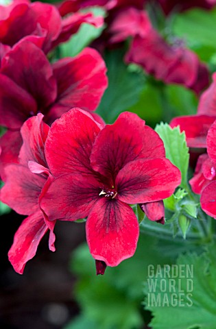 PELARGONIUM_REGAL_ARISTO_VELVET_RED