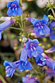 PENSTEMON ELECTRIC BLUE