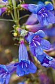 PENSTEMON ELECTRIC BLUE