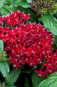 PENTAS LANCEOLATA GRAFFITI RED LACE