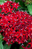 PENTAS LANCEOLATA GRAFFITI RED LACE