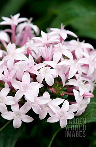 PENTAS_LANCEOLATA_STARLA_APPLEBLOSSOM