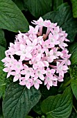 PENTAS LANCEOLATA STARLA PINK