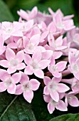 PENTAS LANCEOLATA STARLA PINK