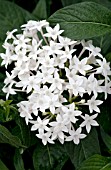 PENTAS LANCEOLATA STARLA WHITE