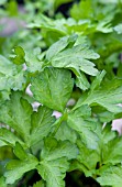 PETROSELINUM CRISPUM, DARK GREEN ITALIAN PARSLEY