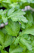 PETROSELINUM CRISPUM, DARK GREEN ITALIAN PARSLEY