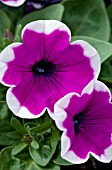 PETUNIA FAMOUS VIOLET PICOTEE