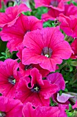 PETUNIA HAPPYTOONIA PINK