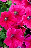 PETUNIA HAPPYTOONIA PINK