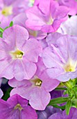 PETUNIA PICNIC AMETHYST