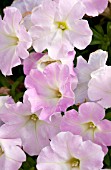 PETUNIA PICNIC LIGHT PINK