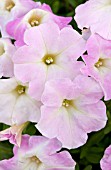 PETUNIA PICNIC LIGHT PINK