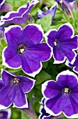 PETUNIA RHYTHM & BLUES