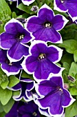 PETUNIA RHYTHM & BLUES